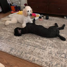 Poodle Puppies from Ocala Standard Poodles