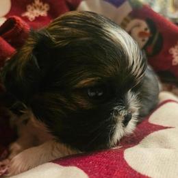 Girl 2 - Gold and white female Shih Tzu puppy in North Carolina from WillowCreek Mountain View Shih Tzu