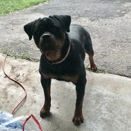 Candi - Rottweiler
