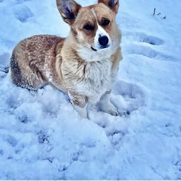 Pembroke Welsh Corgi puppies from Mendoza Welsh Corgi’s