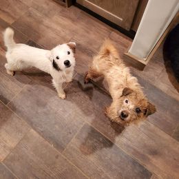 Parson Russell Terrier Puppies from Parhelion Parsons