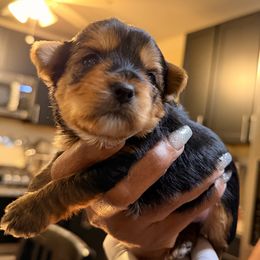Ham - Black and tan male Yorkshire Terrier puppy in St. Louis, Missouri from Yorkies by Danner