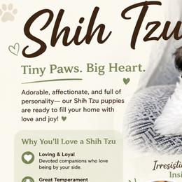 Shih Tzus from Ruth Basth Johnson