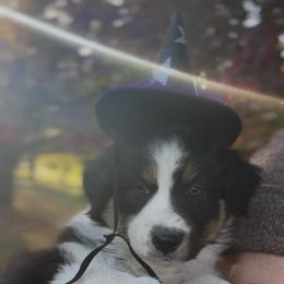 Liberty - Black tri-color female Australian Shepherd puppy in Morrow, Ohio from OakHaven Acres Aussies
