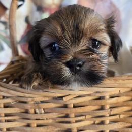 Lhasa Apso puppies from Pawjama Kennel