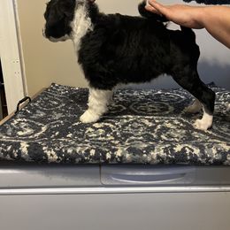 Akita and Portuguese Water Dog Puppies from Cades Akitas