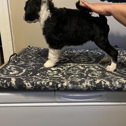 Akita and Portuguese Water Dog Puppies from Cades Akitas