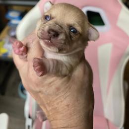 Matrix - Chocolate sabled fawn male Chihuahua puppy in Orange, Texas from Tiny Paws from God