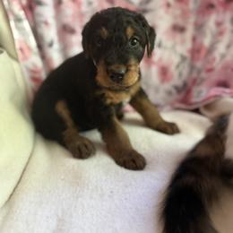 Hannah - Black and tan female Airedale Terrier puppy in Thomasville, North Carolina from Beitzel Babies