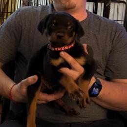 Max - Black and mahogany male Rottweiler puppy in Partlow, Virginia from Kayara Haus Rottweilers