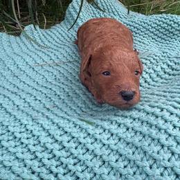 Justice - Red  male Poodle puppy in Utica, Ohio from Poodle Me Crazy