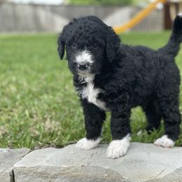 Bernedoodle Puppies from Creekside Doodles