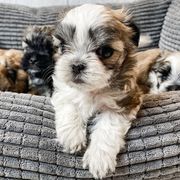 Mal-Shis and Maltese from Petite Pawz