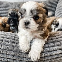 Mal-Shis and Maltese from Petite Pawz