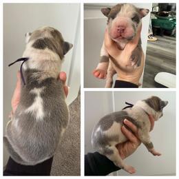 Great Dane Puppies from Dana's Danes