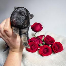 Cookie Dough - Bi-color male German Shepherd puppy in Oakland, Oregon from VHM German Shepherds