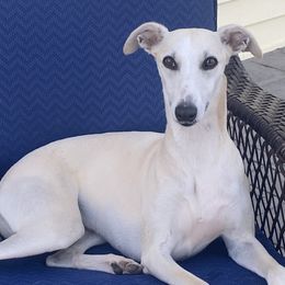 Whippet Puppies from Sara's Whippets