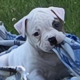 Taffy - White and brindle female American Bulldog puppy in Three Rivers, Michigan from Jemms Kennels