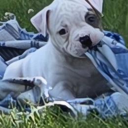 Taffy - White and brindle female American Bulldog puppy in Three Rivers, Michigan from Jemms Kennels