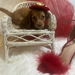 Poppy Sue  silky long coat - Dapple female Dachshund puppy in Polo, Missouri from Blue Tails Farm