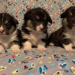 Pembroke Welsh Corgi Puppies from Buckeye Corgi