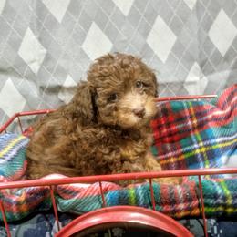 Dawn - Brown female Poodle puppy in Neosho, Missouri from Star Light Pups