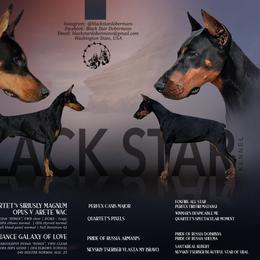 Male 3 - Black and rust male Doberman Pinscher puppy in Spokane Valley, Washington from Black Star Dobermans