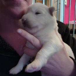 Pink - White female Siberian Husky puppy in Porter Corners, New York from Twisted Gemstone Exotics