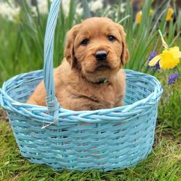 Golden Retriever Puppies from Cedar Life Goldens