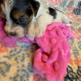 Jessica AKC - Parti female Yorkshire Terrier puppy in Nesbit, Mississippi from Bluff City Yorkies