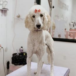 June - Poodle