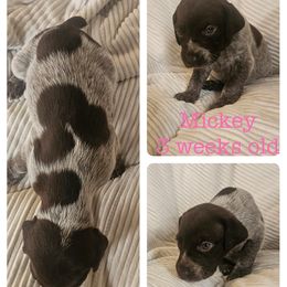 Mickey - Liver roan female German Shorthaired Pointer puppy in Oakland City, Indiana from Cox Family Farms