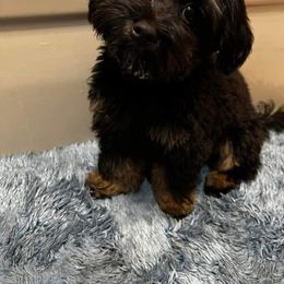 Bernedoodle and Goldendoodle All Grown Up from Mountainside Doodles, LLC