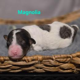Magnolia - Grey and white female Bernedoodle puppy in Summerville, South Carolina from Channys Doodles