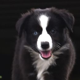 Freedom - Ready Now :) - Black & white female Miniature Australian Shepherd puppy in Lowgap, North Carolina from Baileys Mini Aussies