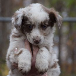 Girl 2 - Red merle female Australian Shepherd puppy in Three Rivers, Michigan from Mitten Australian Shepherds