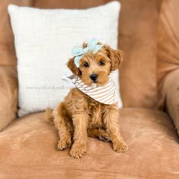 W R E N 12-16lbs - Red  female Goldendoodle puppy in Richfield, Utah from Cedar Doodles- Home of the Teddybear Goldendoodle