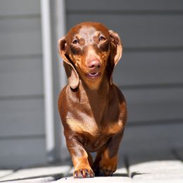 Dachshunds from Southern Class with Sass Doxies