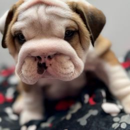 Bulldog Puppies from Black Creek English Bulldogs