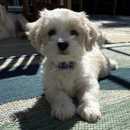 Sasha - Blenheim female Cavachon puppy in Grottoes, Virginia from Wendy’s Maltese & Cavamalts of Virginia
