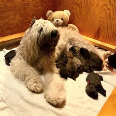 Bouvier des Flandres Puppies from Abken Bouviers