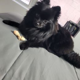 Pomeranian Puppies from LT_Poms