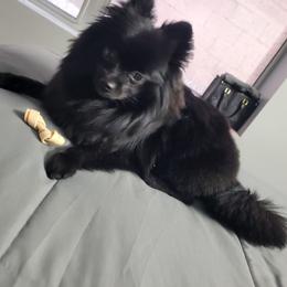Pomeranian Puppies from LT_Poms