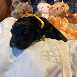 Boy 1 - Saint Berdoodle puppy in Idaho from Oodles of Doodles, LLC