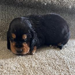 Shenzi - Black tan and white female Basset Hound puppy in Leroy, Michigan from Iron Sentry Farms