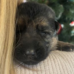 Stella - Black and tan female German Shepherd puppy in Grand Junction, Colorado from Sonnenfeld Shepherds
