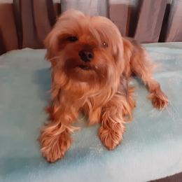Caesar  - Yorkshire Terrier