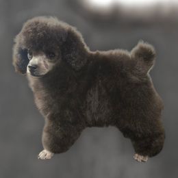 Nani - Poodle