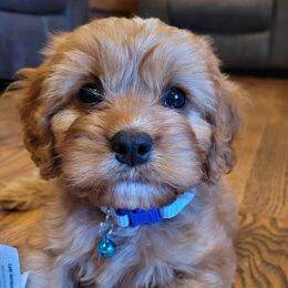 Cavapoo and Poodle Puppies from Huck's Adventures
