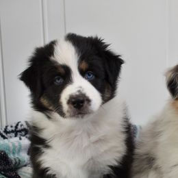 Australian Shepherd Puppies from Indigo Grove Aussies